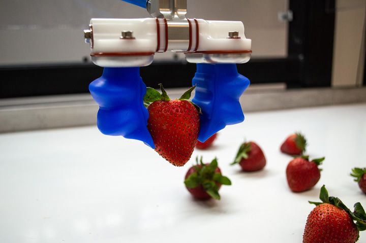 Food Safety in Large Scale Picking of Produce